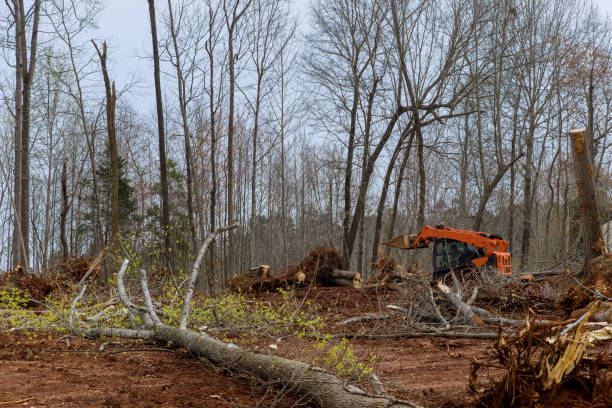 Best Tree Mulching  in The Colony, TX