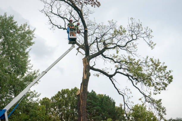 Best Seasonal Cleanup  in The Colony, TX