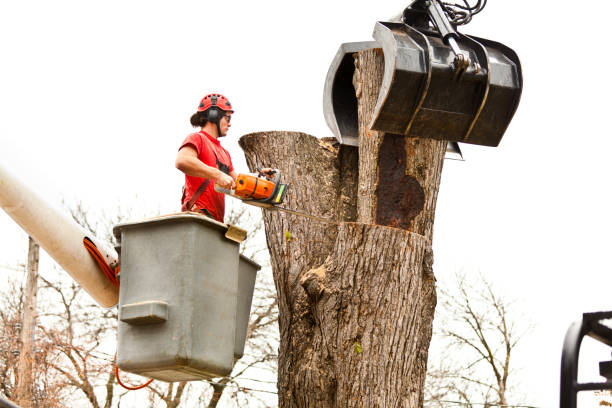 How Our Tree Care Process Works  in  The Colony, TX